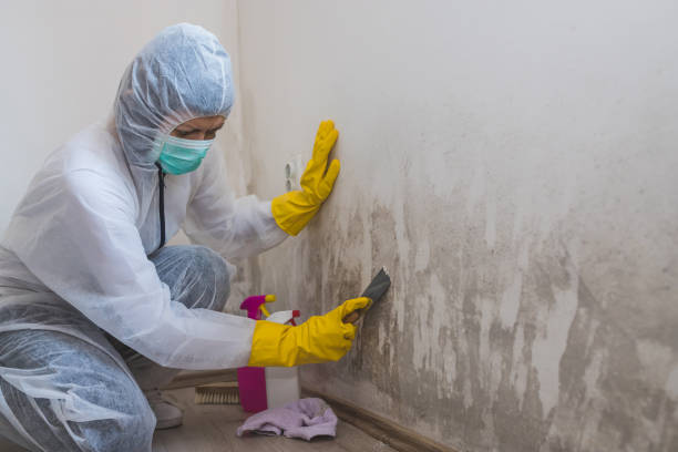 Best Biohazard Mold Removal  in Sunnyvale, CA