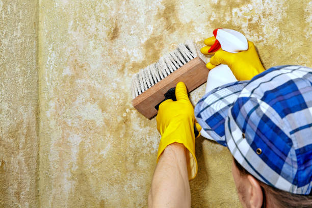 Best Real Estate Mold Inspection  in Sunnyvale, CA